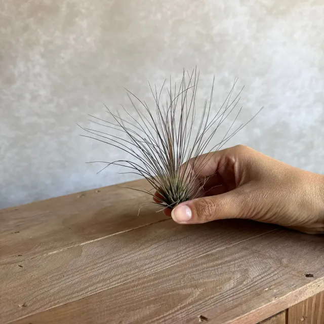 Airplantshop Tillandsia filifolia plante aérienne fine 10-12 cm