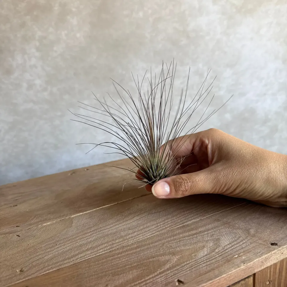 Airplantshop Tillandsia filifolia plante aérienne fine 10-12 cm