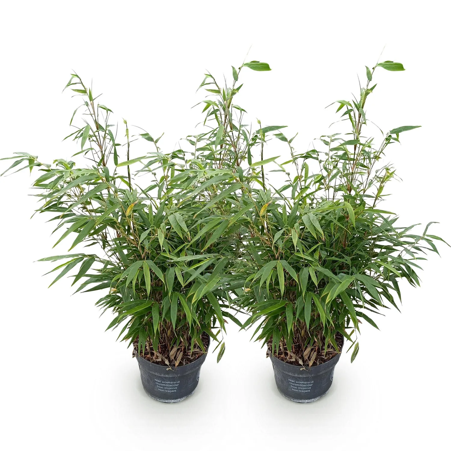 Plant and Stories Fargesia Pingwu bambou 1 plant non traçant