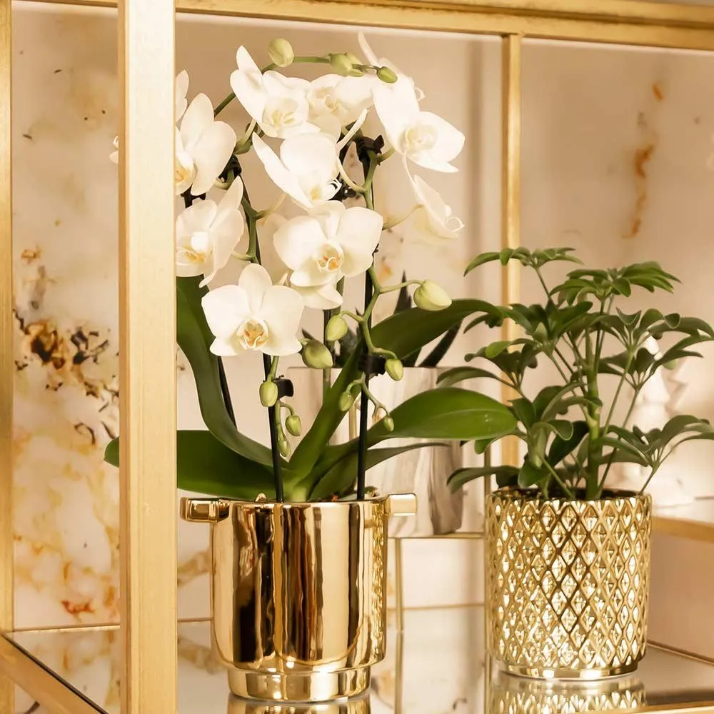 Plant and Stories Phalaenopsis Niagara Falls orchidée blanche 9 cm