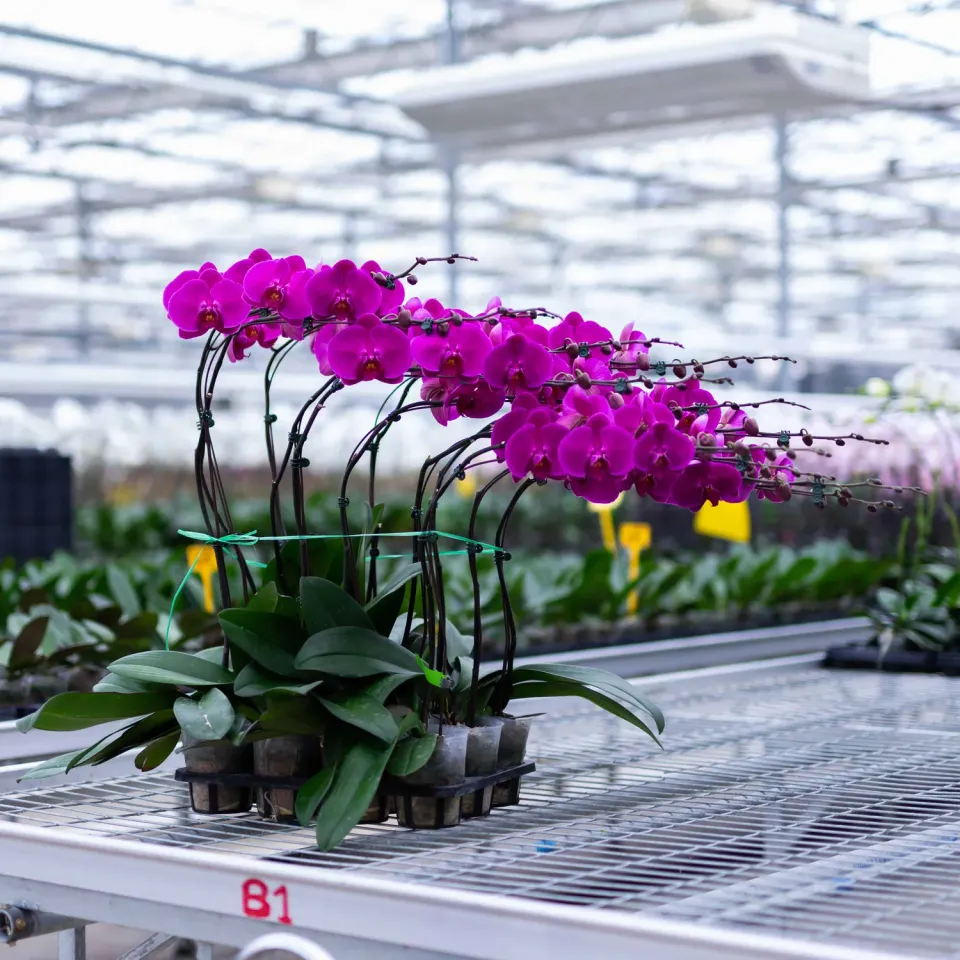 Orchidées de Prestige Brut Fuchsia phalaenopsis rose vif