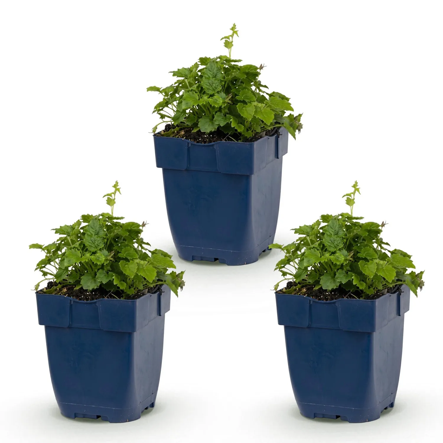 Plant and Stories Lisduggan campanule couvre-sol pot 11 cm 1 plant