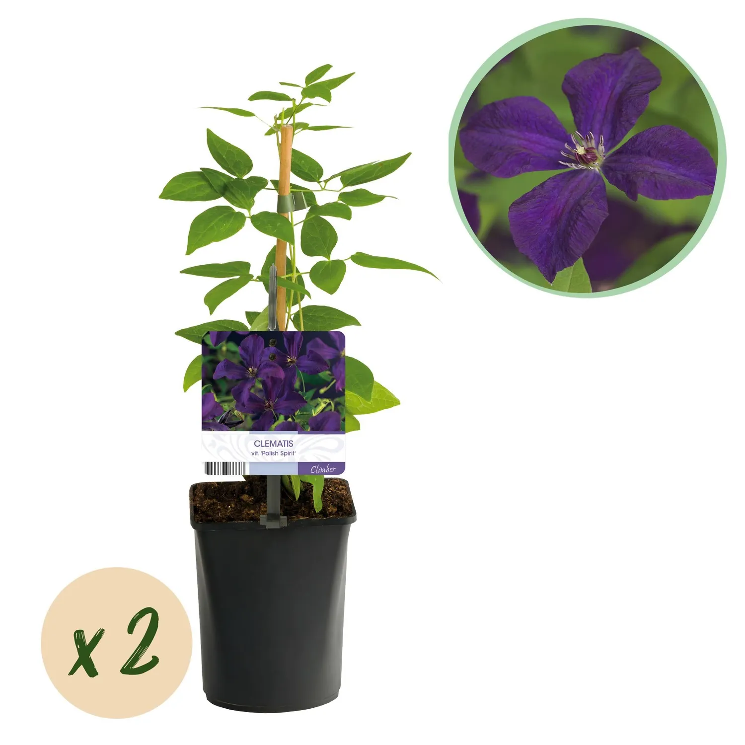 Plant and Stories Clematis Polish Spirit clématite pot 11 cm lot 2