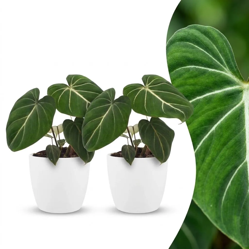 Plant and Stories Philodendron Gloriosum plante pot 12 cm