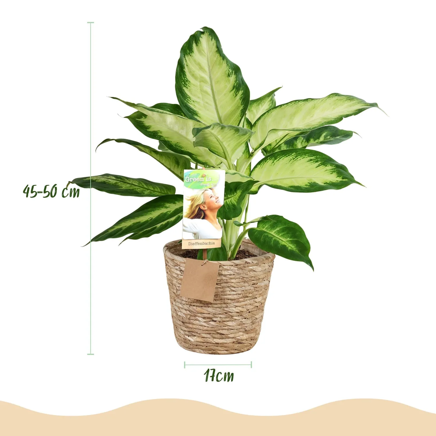 Plant and Stories Dieffenbachia Camilla plante pot 17cm 1 plante panachée