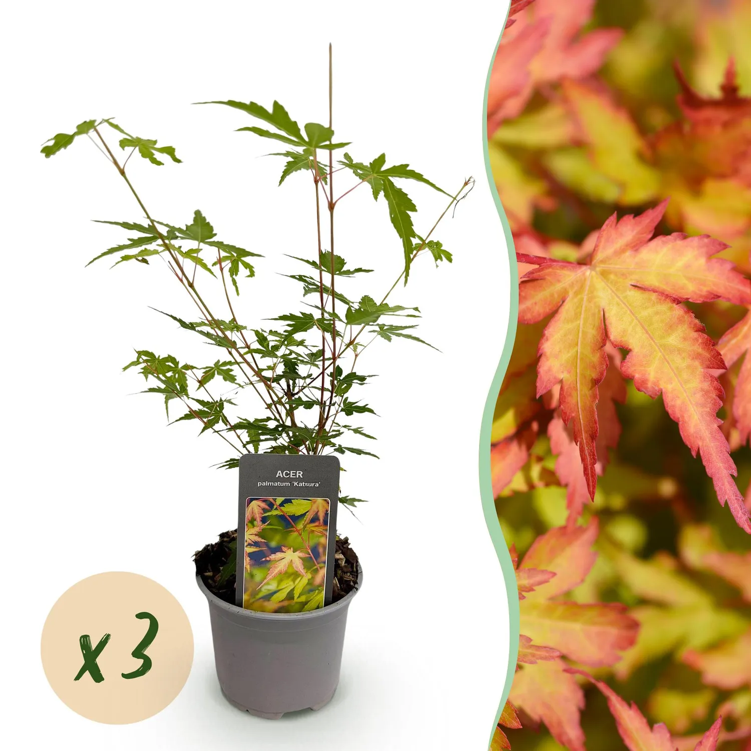 Plant and Stories Érable Sangokaku arbuste 1 plant 35 cm