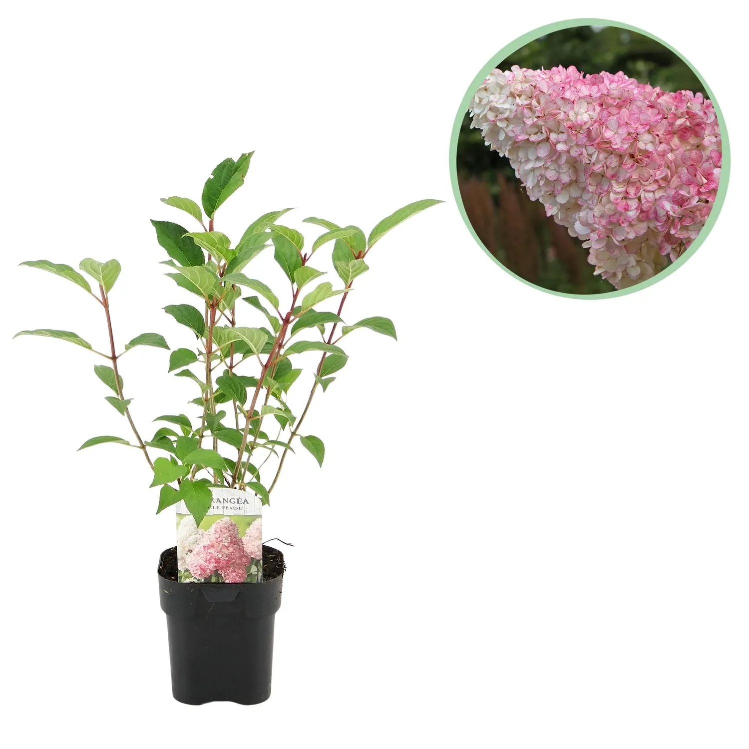 Plant and Stories Hortensia Vanille Fraise arbuste pot 17cm 1 plant