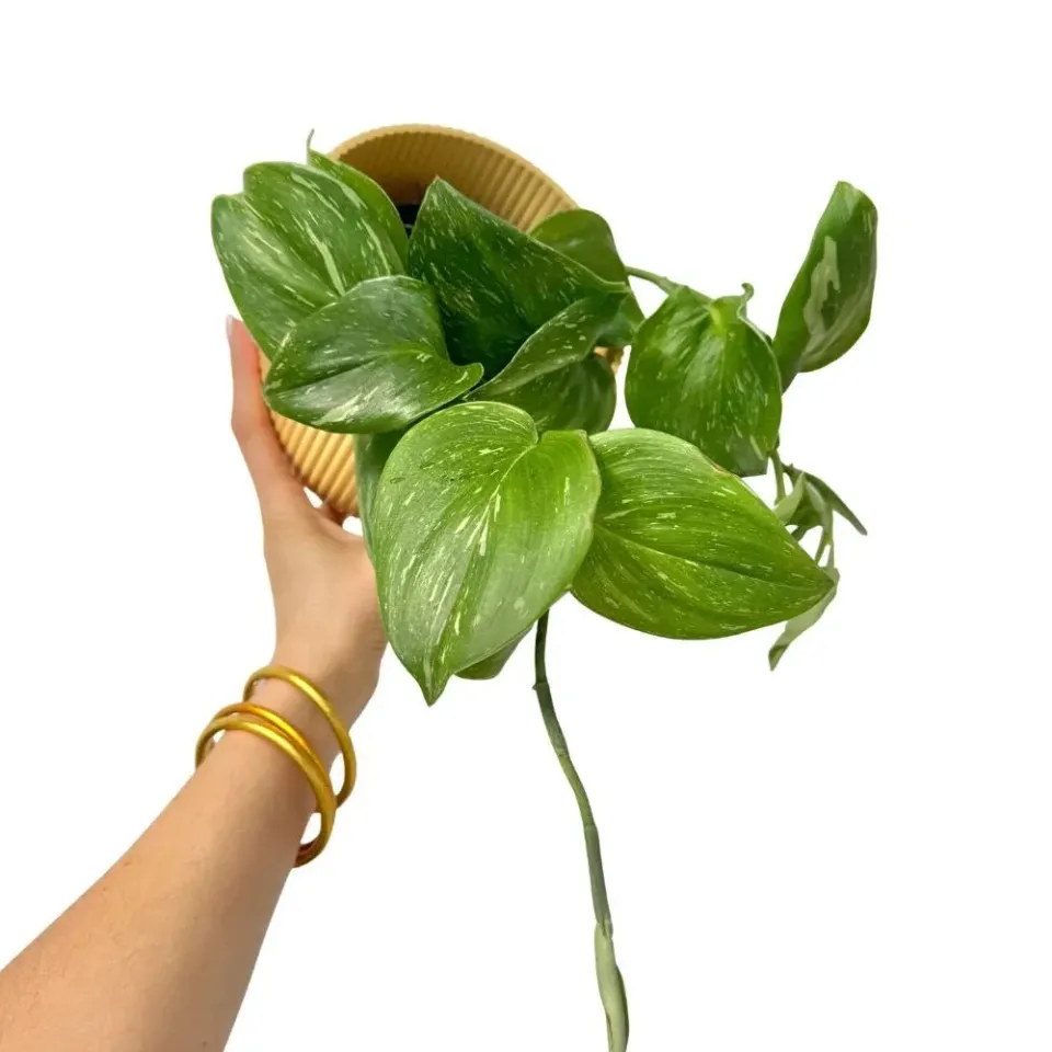 Plant and Stories Scindapsus Rubicon plante pot 12cm feuillage noir