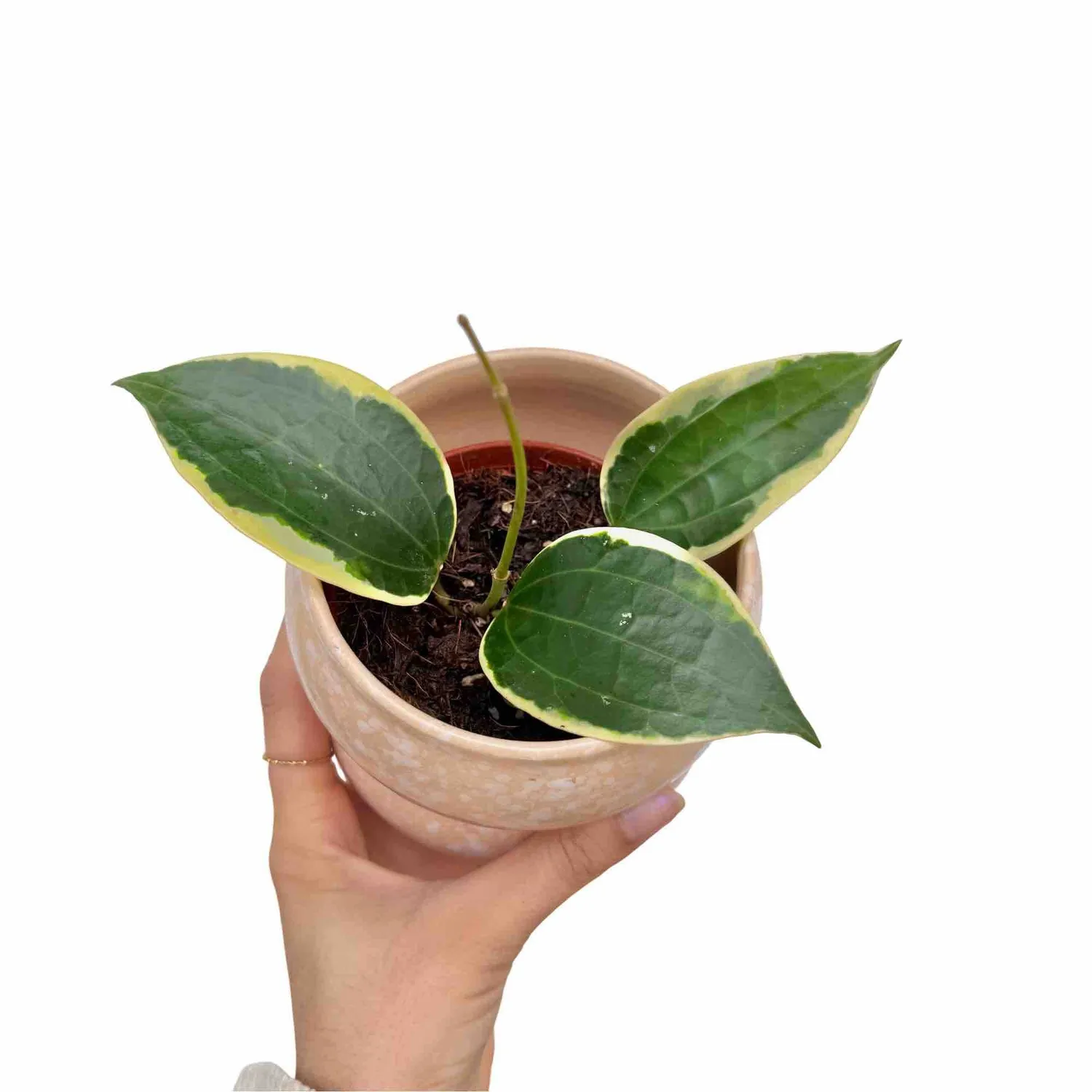 Plant and Stories Hoya Latifolia Albomarginata plante pot 6 cm