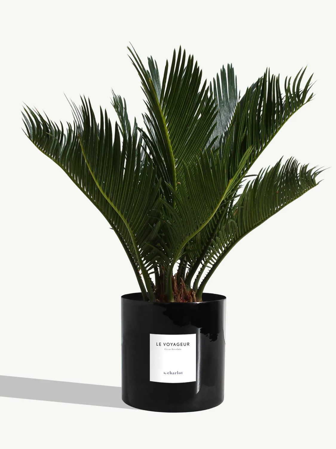 By Charlot Le Voyageur plante Cycas Revoluta pot 14 cm