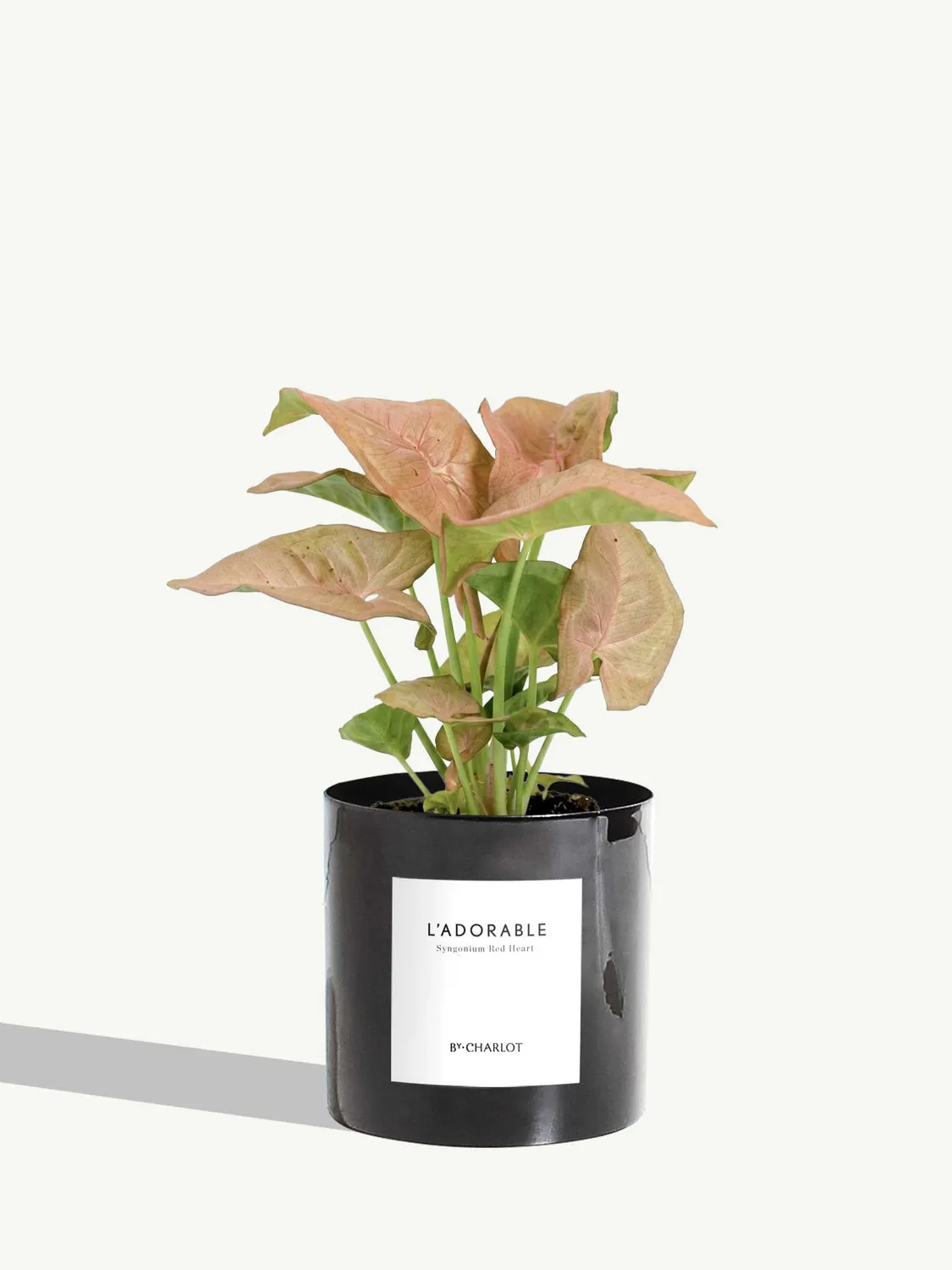By Charlot L'Adorable syngonium plante pot 10 cm lumineuse