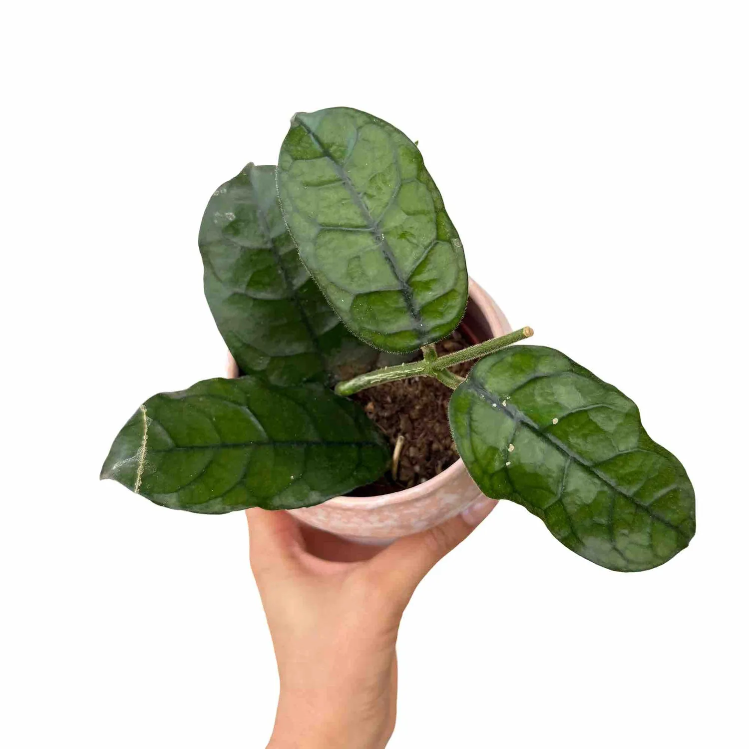 Plant and Stories Villosa hoya plante d'intérieur pot 9 cm