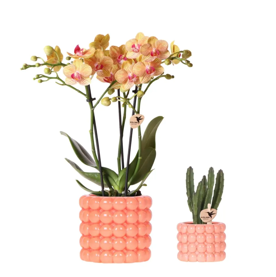 Plant and Stories Phalaenopsis Jamaica orange coffret cadeau