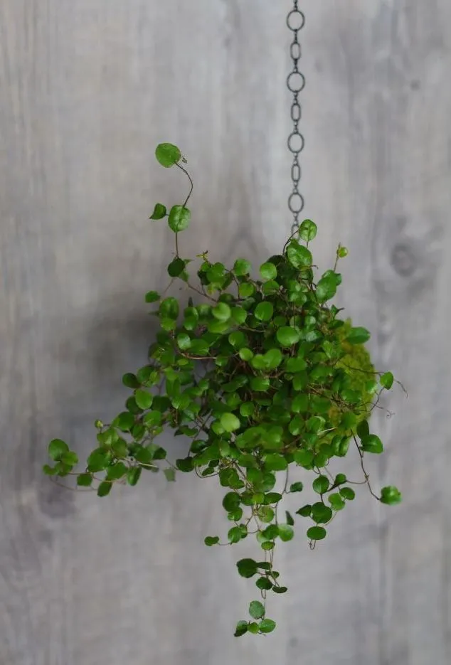 Aquaphyte système suspension kokedama crochet spirale