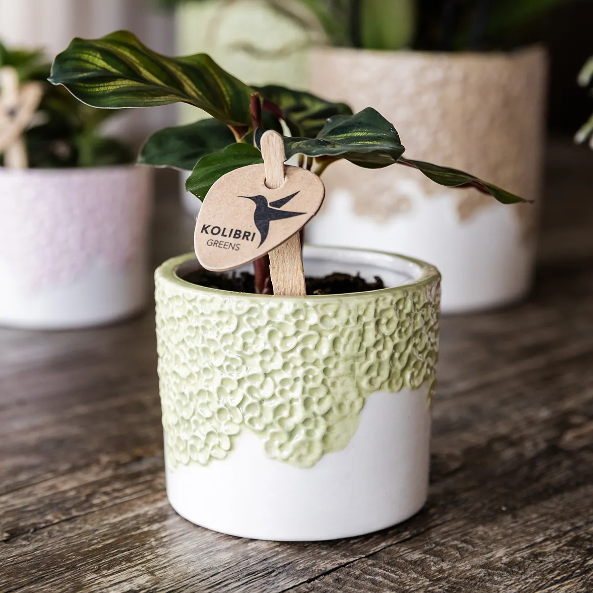 Plant and Stories Albenga orchidée jaune coffret 9 cm