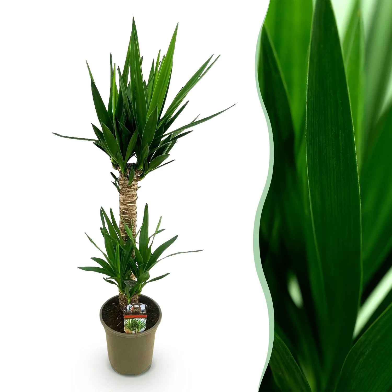 Plant and Stories Elephantipes yucca plante 120 cm 1 plante