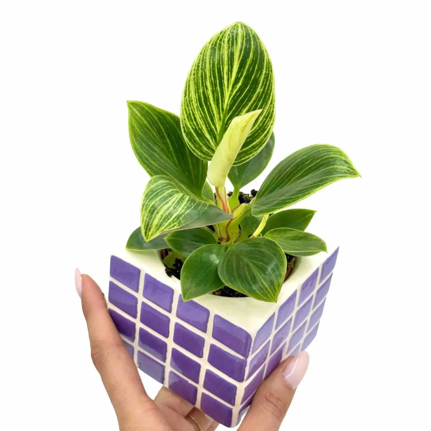 Plant and Stories Birkin White Veins philodendron 6 cm