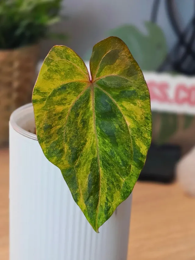 plant.ess Dressleri x X-Ray anthurium panaché 1 feuille