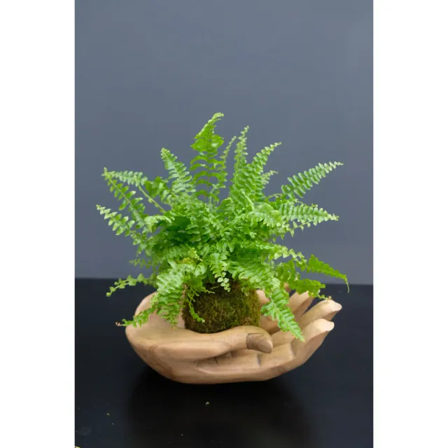 Oh My Green Fougère de Boston kokedama taille S humide