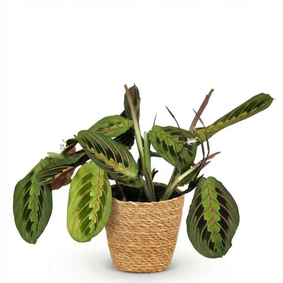 Plant and Stories Maranta Fascinator Tricolour plante 12 cm