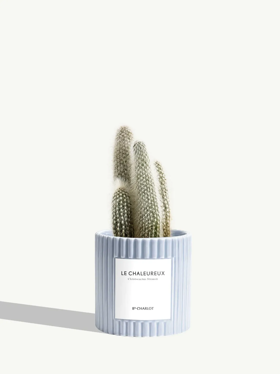 By Charlot Le Chaleureux cactus cierge pot 10 cm