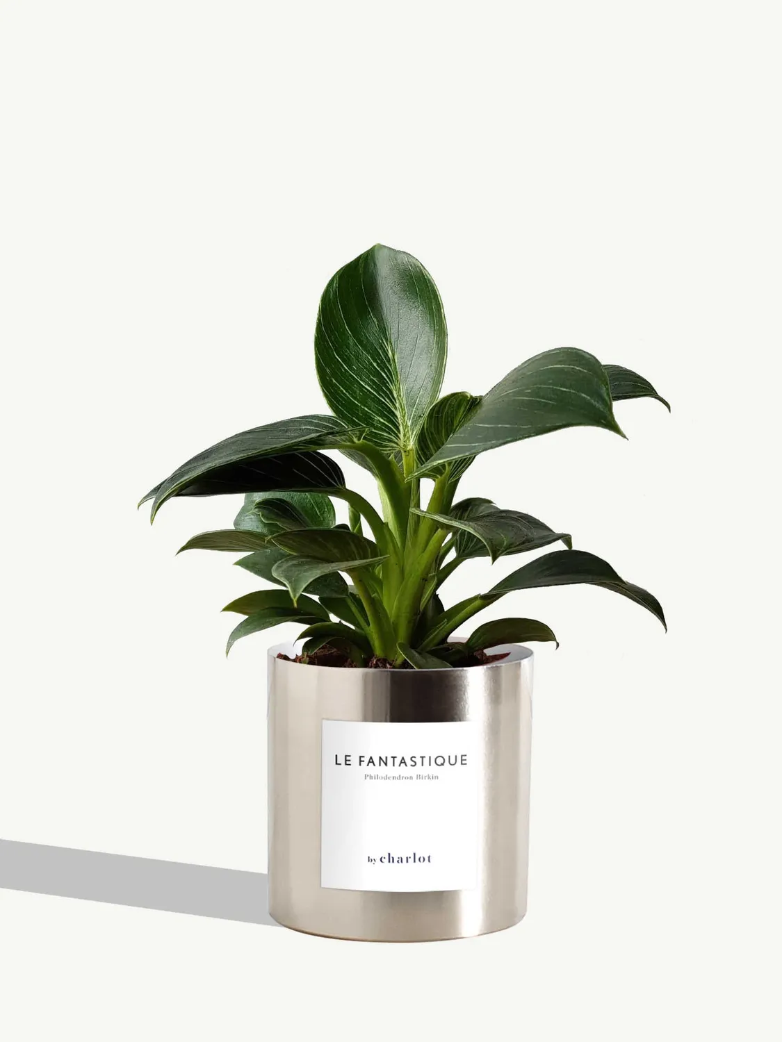 By Charlot Le Fantastique plante peperomia facile 10 cm