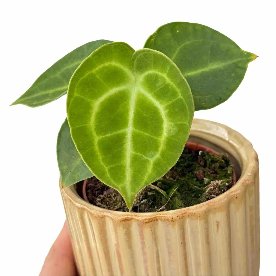 PLANT AND STORIES Anthurium King of Clarinervium Sulanjana plante pot 7cm veloutée