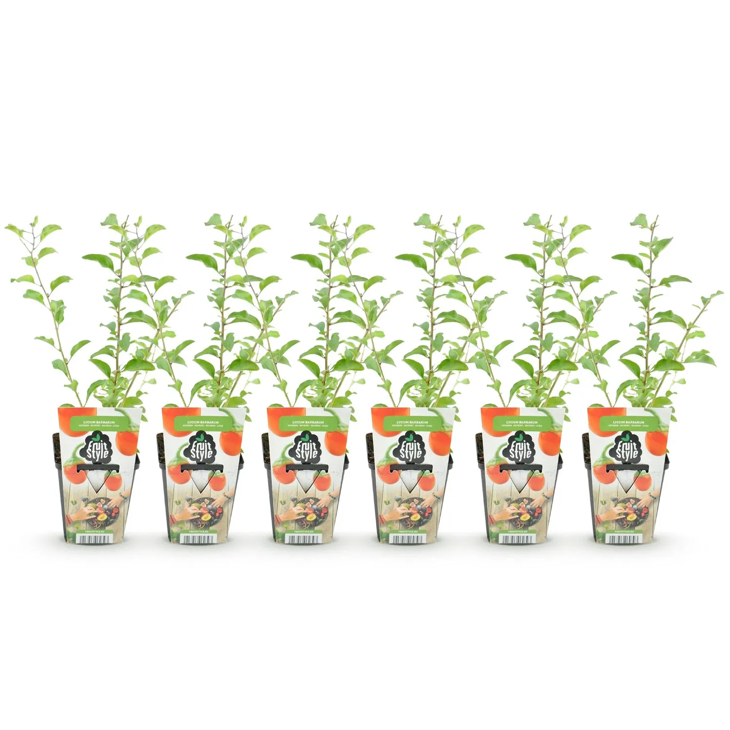 PLANT AND STORIES Baie de Goji Lycium fruitier pot 9 cm 35 cm 3 plants