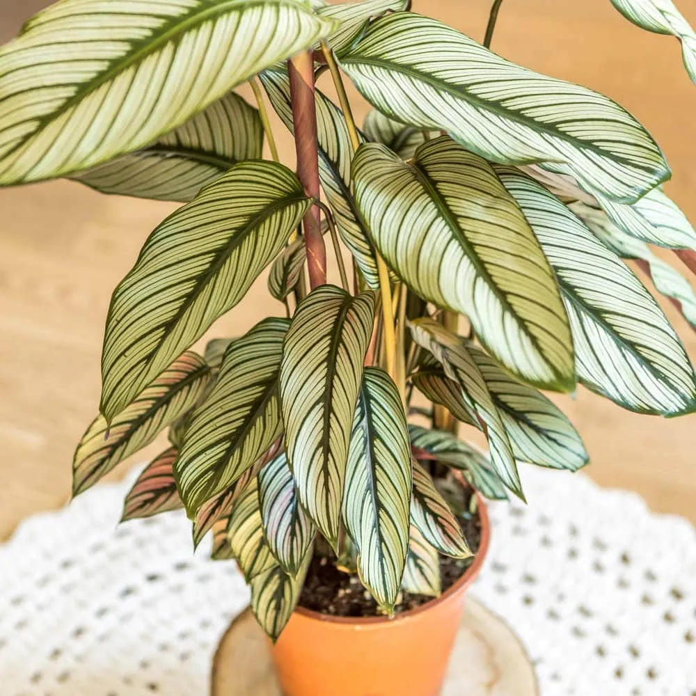 Réconciliation Végétale William calathea whitestar plante verte D19