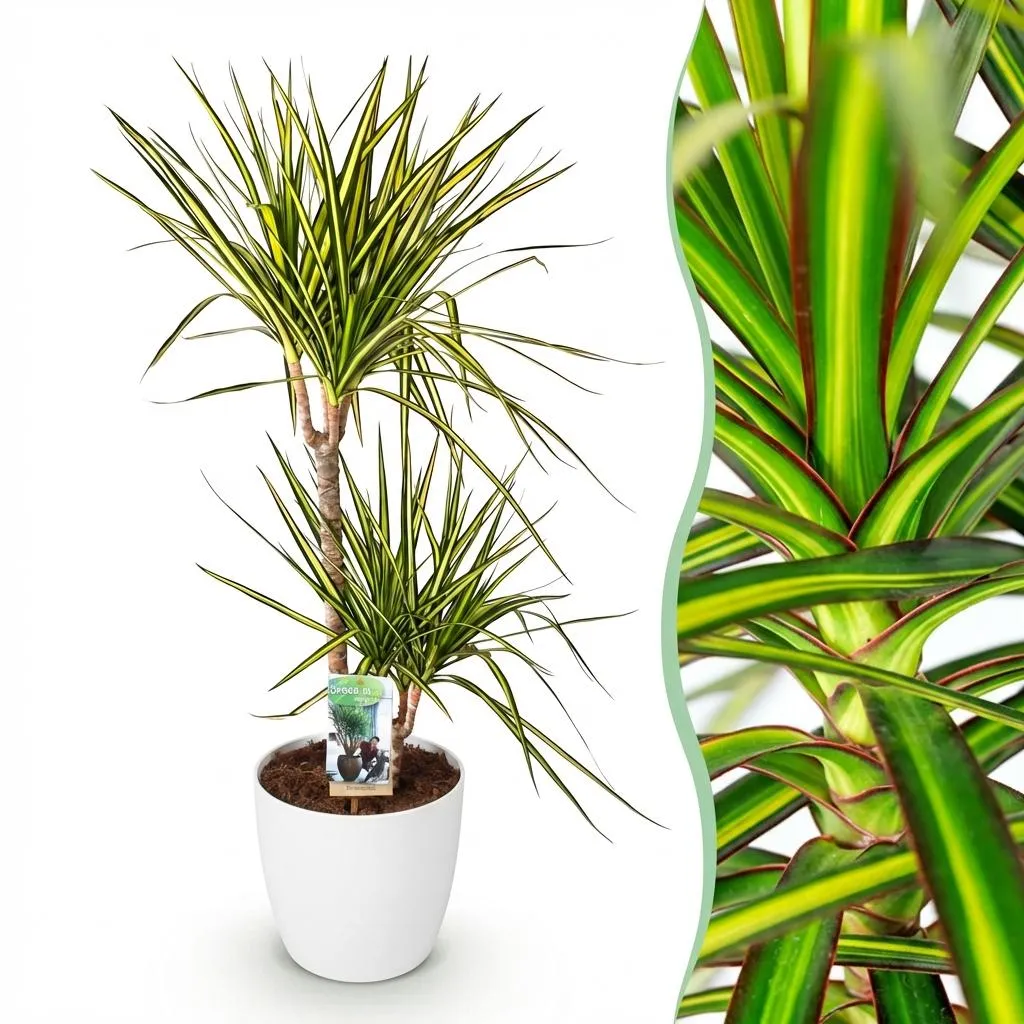 Plant and Stories Dracaena Sunray plante pot 17cm 70cm bord doré