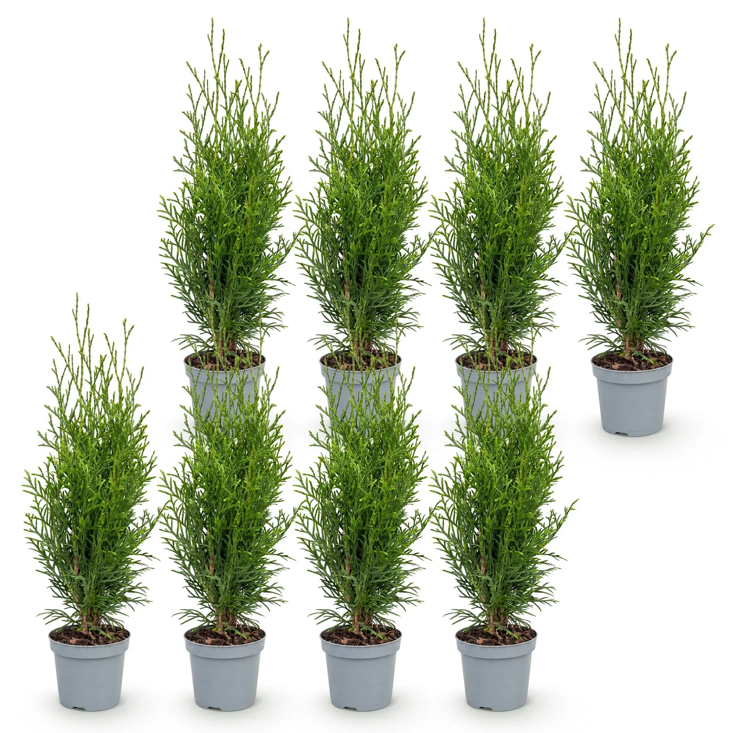 Plant and Stories Thuja Smaragd haie persistante 30 cm lot 8