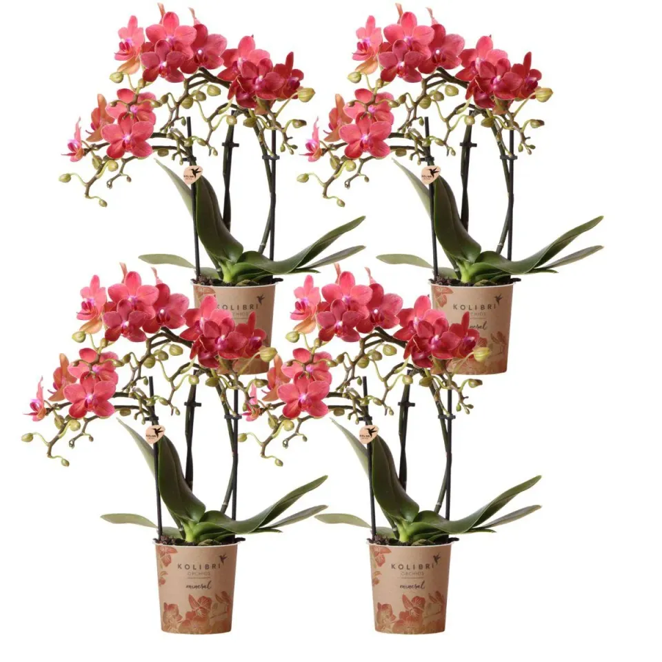 Plant and Stories Phalaenopsis Congo orchidées 4 pots rouges