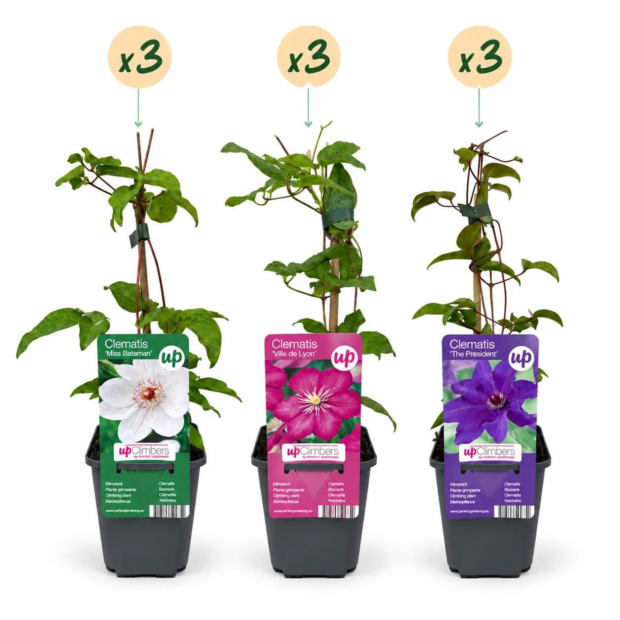 Plant and Stories Clématite Tricolore grimpante 6 plants fleurie