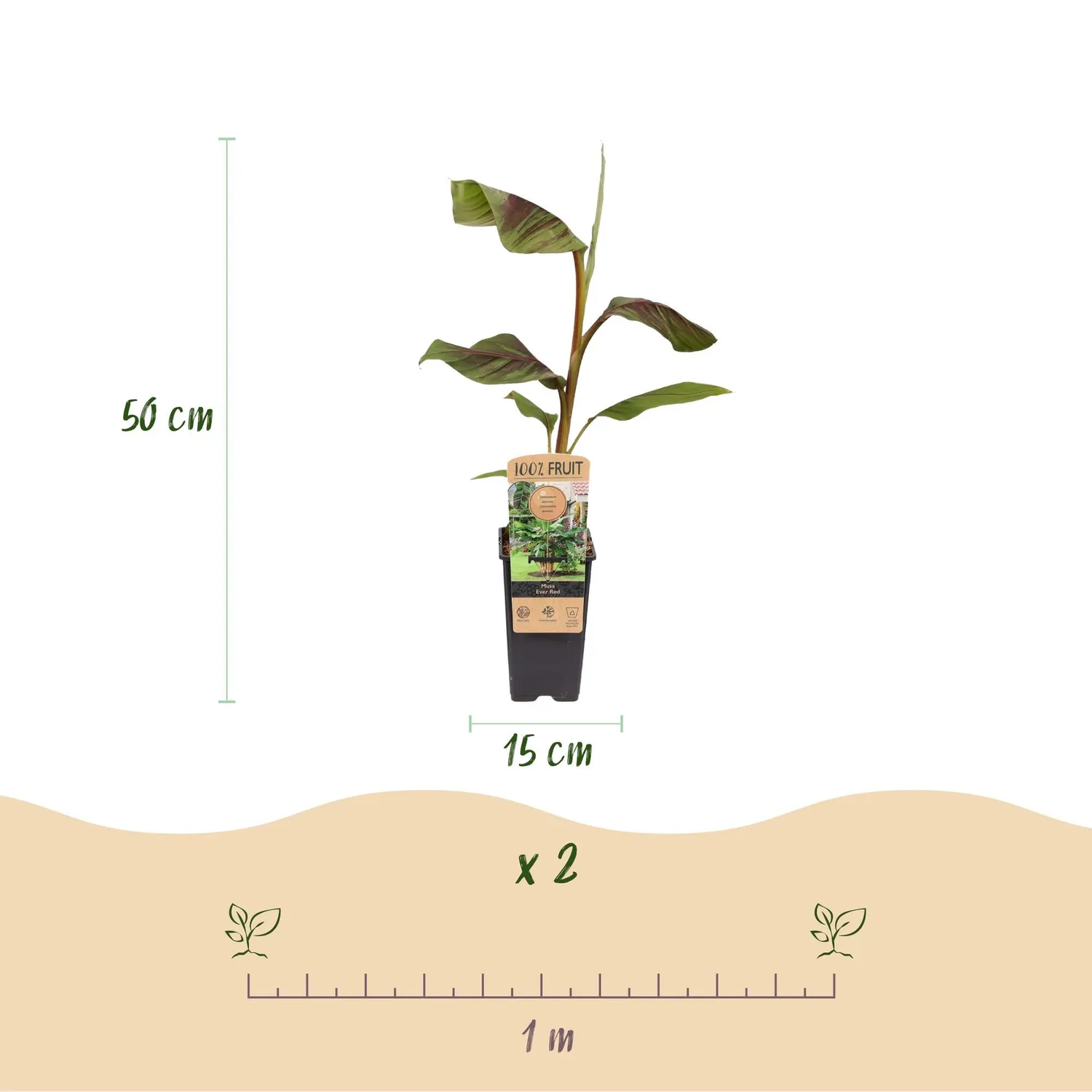 Plant and Stories Ever Red bananier pourpre 2 plants pot 15 cm