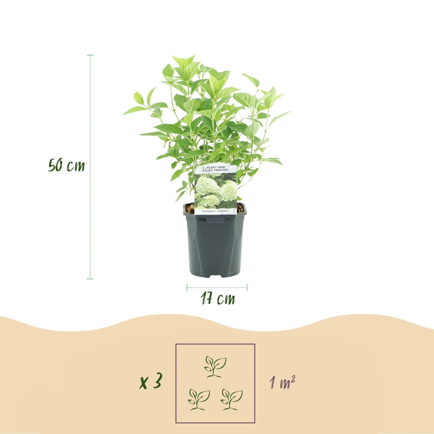 Plant and Stories Limelight hortensia 1 plant pot 17 cm rustique