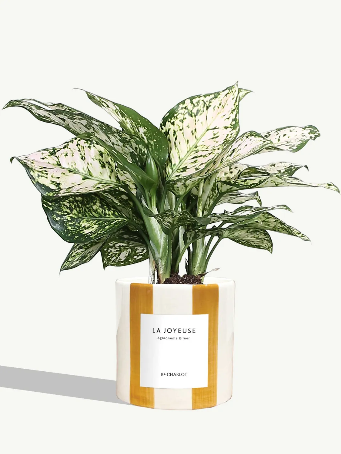 By Charlot plante La Joyeuse plante verte