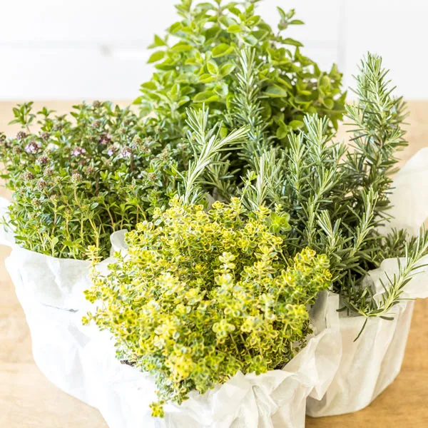 Réconciliation Végétale Kit Sèches aromatiques kit jardinage 4 plantes