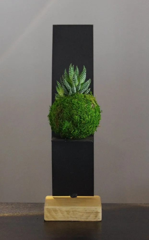Aquaphyte Lushan Magnet kokedama haworthia zébrée