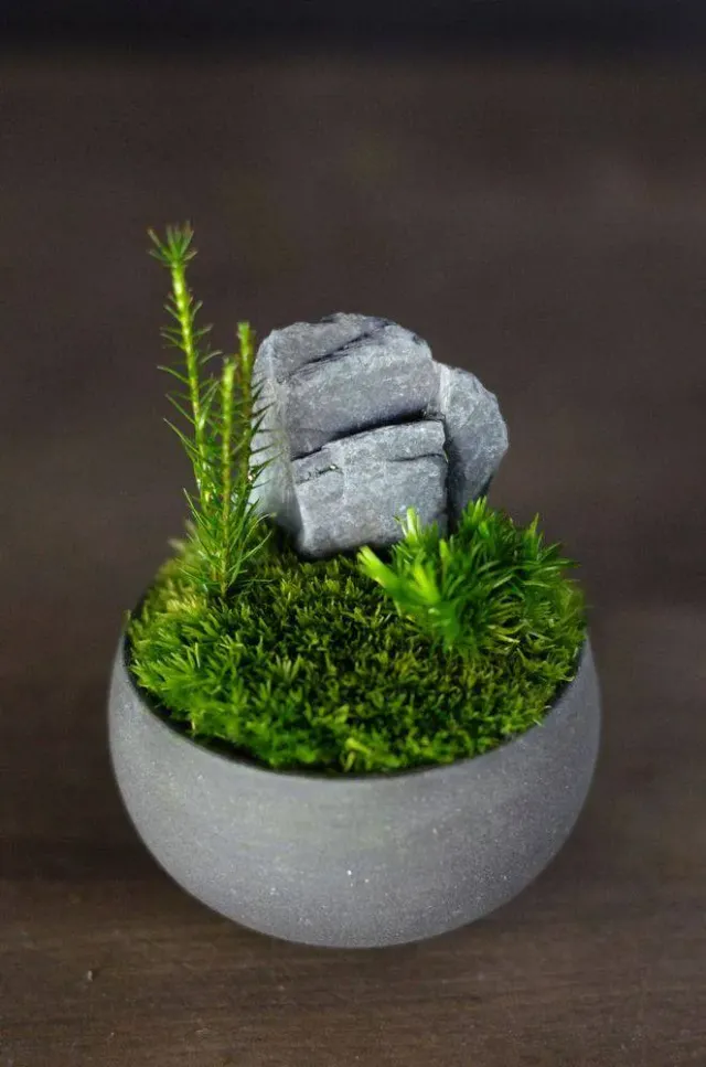 AQUAPHYTE Kokedera Mousse jardin japonais miniature
