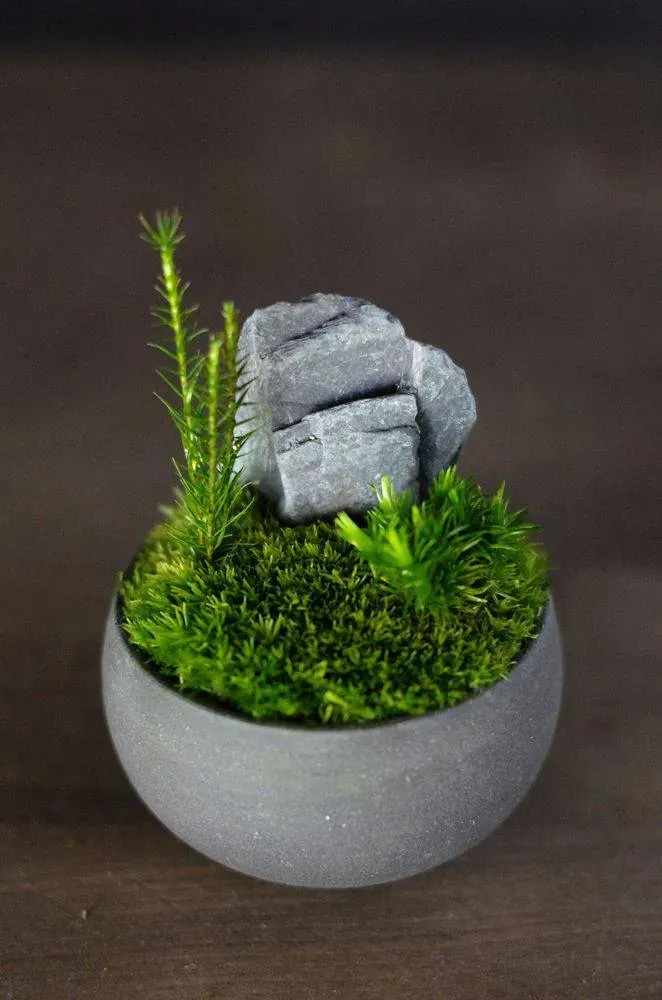 AQUAPHYTE Kokedera Mousse jardin japonais miniature