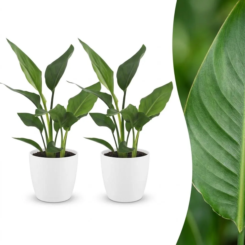 Plant and Stories Reginae strelitzia plante d'intérieur pot 12 cm