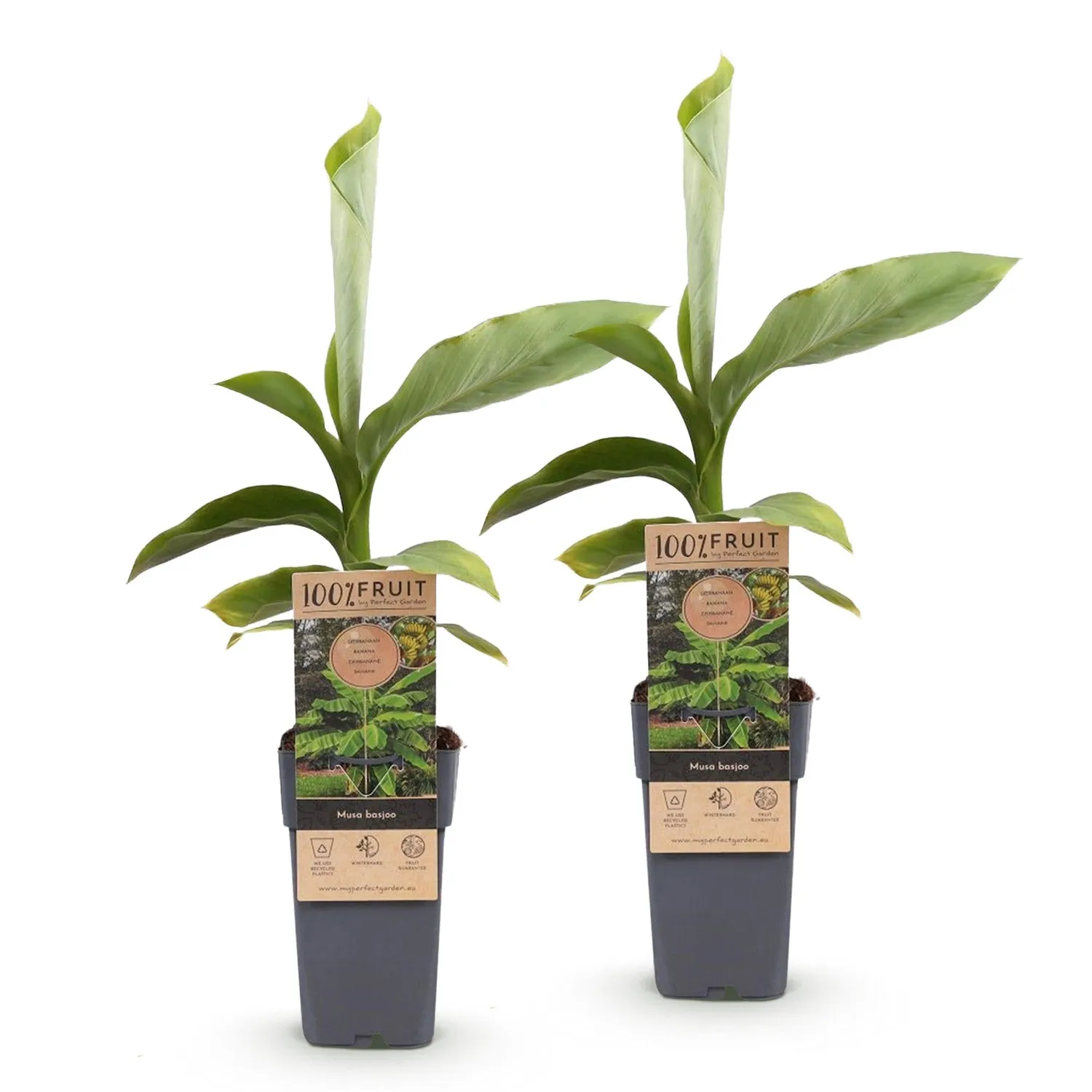 Plant and Stories Musa basjoo bananier rustique lot 2 vert