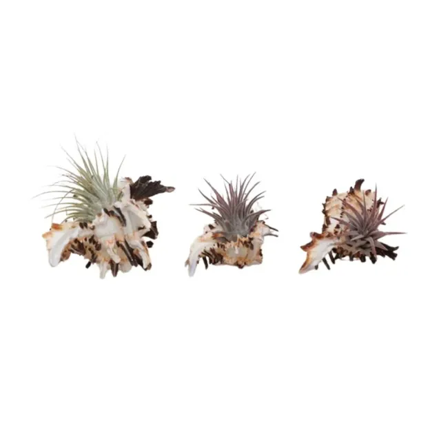 Airplantshop Trio Murex coquilles plantes aériennes ionantha