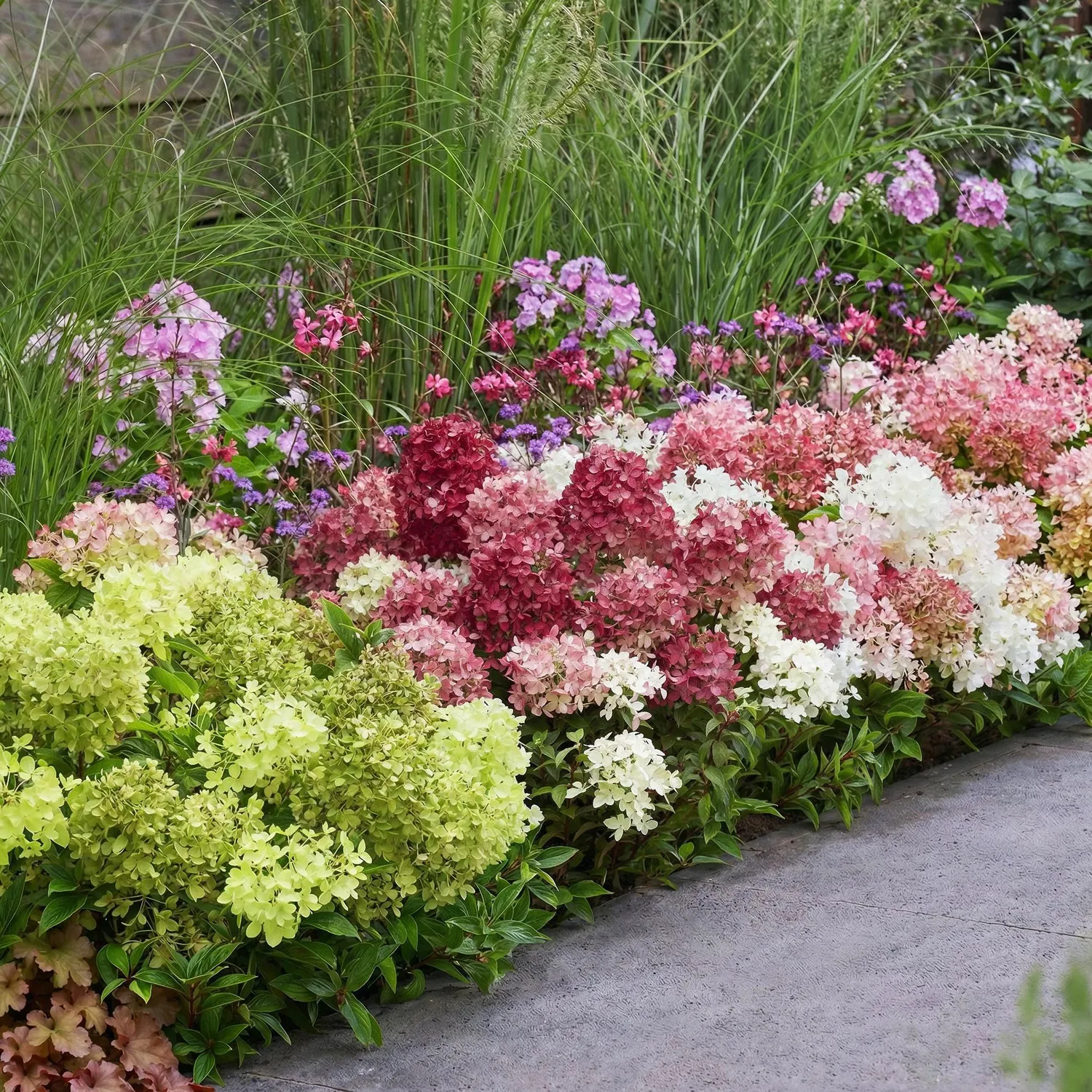 Plant and Stories Hortensia Groundbreaker Blush arbuste 1 plant