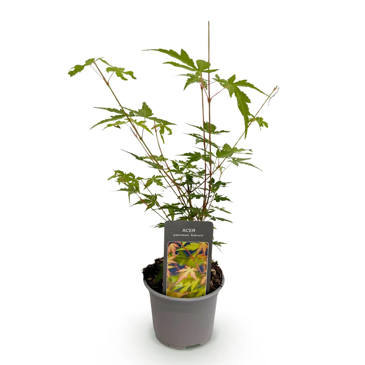 Plant and Stories Érable Sangokaku arbuste 1 plant 35 cm