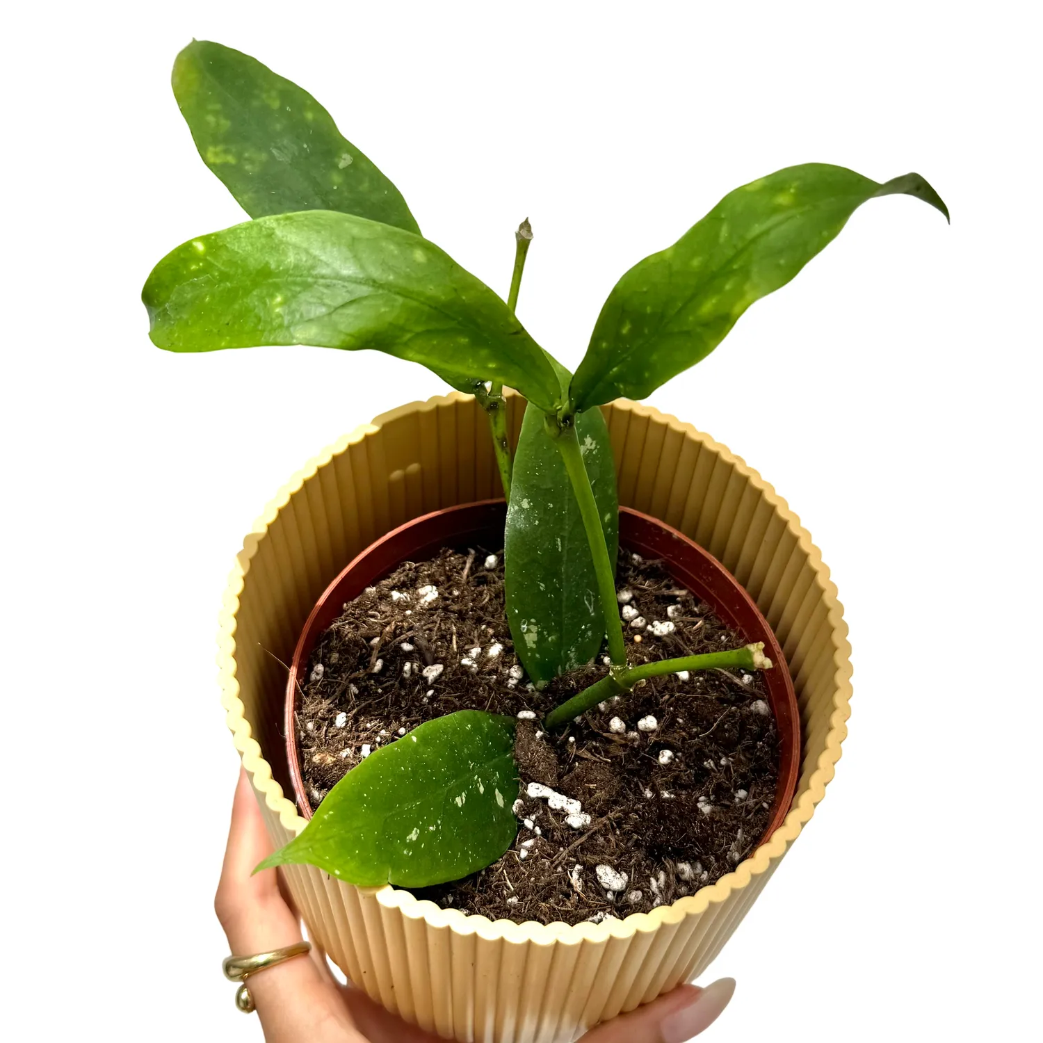 Plant and Stories Hoya Lobbii Red Flowers plante pot 12 cm rouge