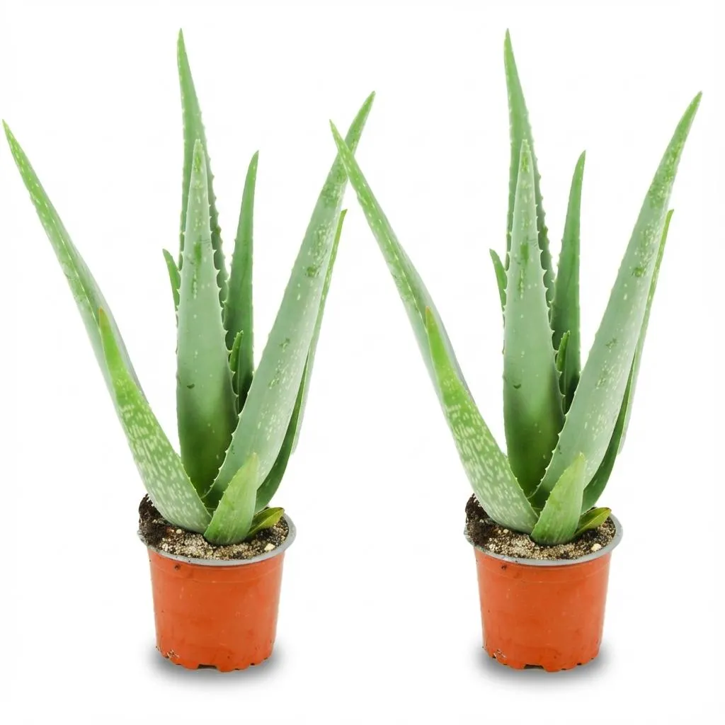Plant and Stories Aloe Vera plante succulente pot 10 cm 35-40 cm