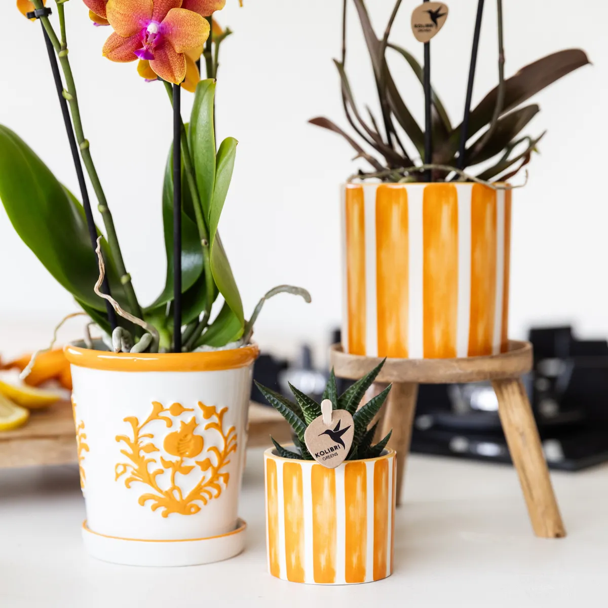 Plant and Stories Phalaenopsis Bolzano orchidée orange pot 9 cm