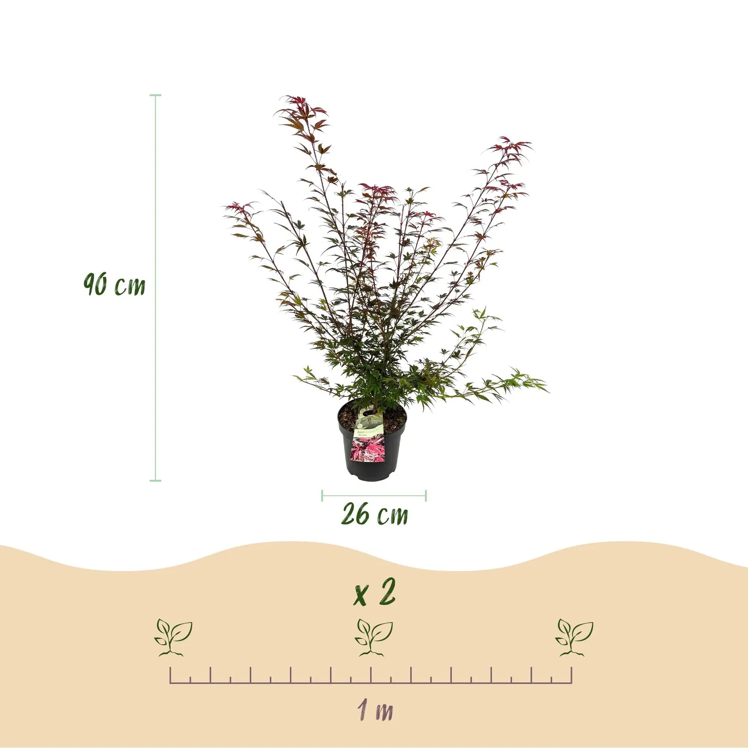 Plant and Stories Érable du Japon Shaina arbuste pot 26 cm feuillage rouge