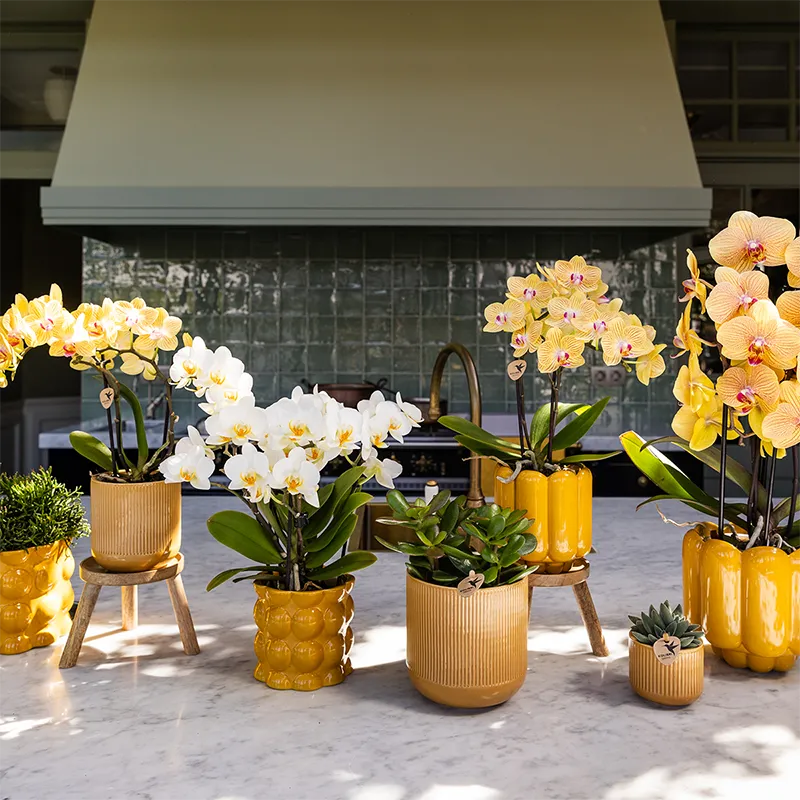 Plant and Stories Phalaenopsis Sunny Bunny orchidée jaune rose pot 12